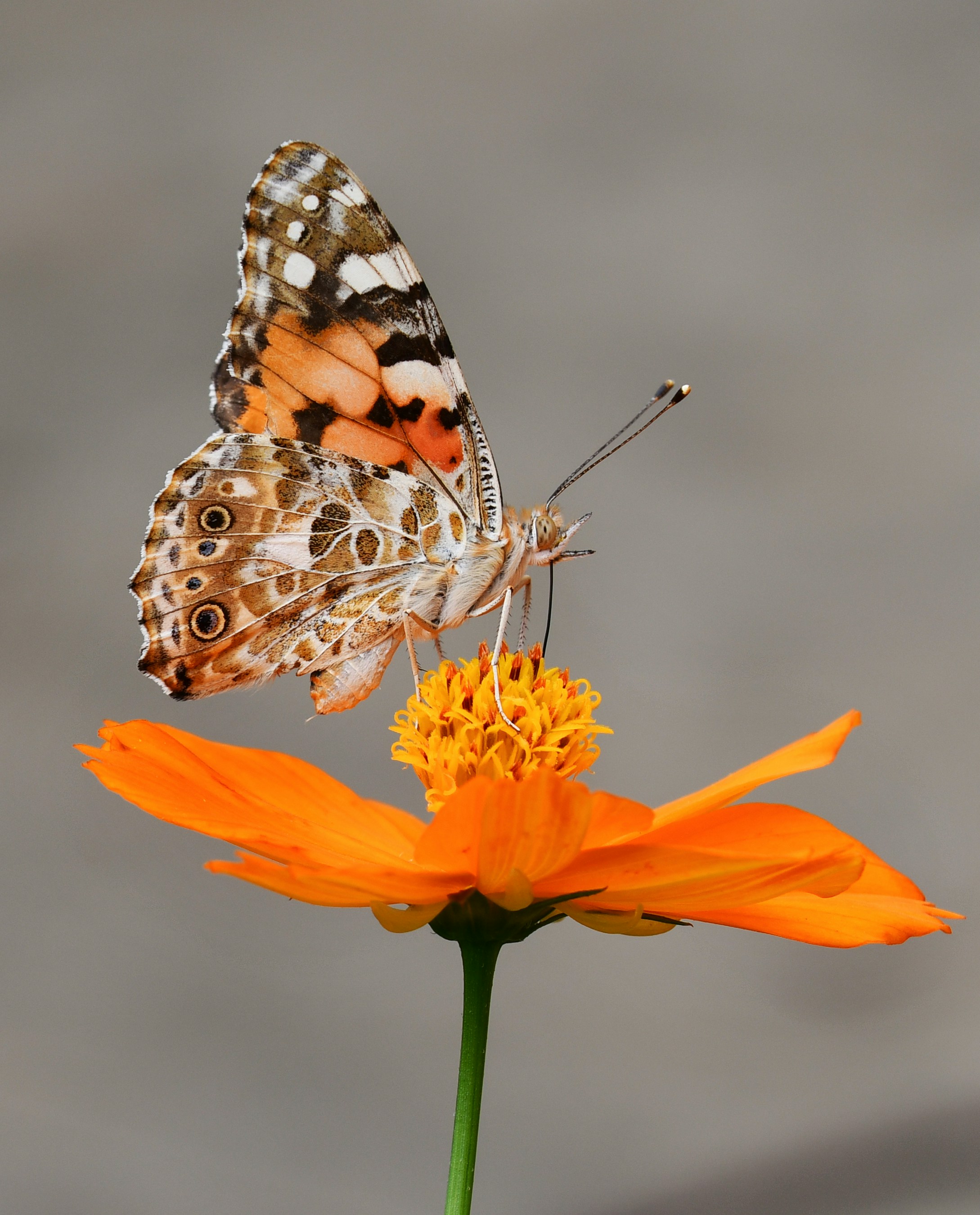 A butterfly perched on a vibrant orange flower, showcasing intricate patterns on its wings.