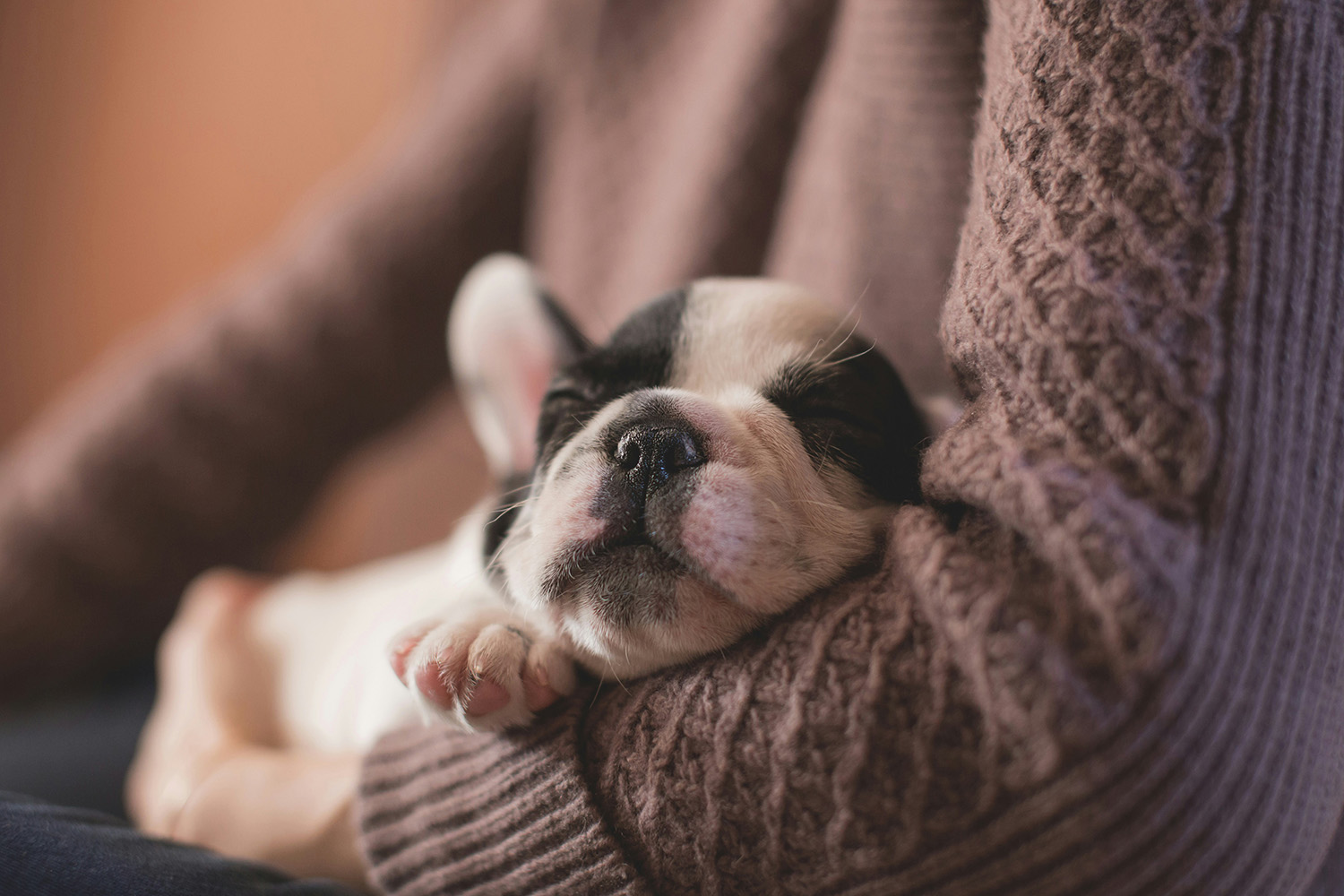 A small sleeping puppy resting in the arms of a person wearing a knitted sweater.