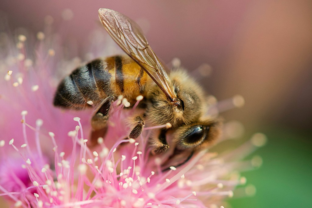 Close-up of a honeybee on a pink flower, collecting pollen.