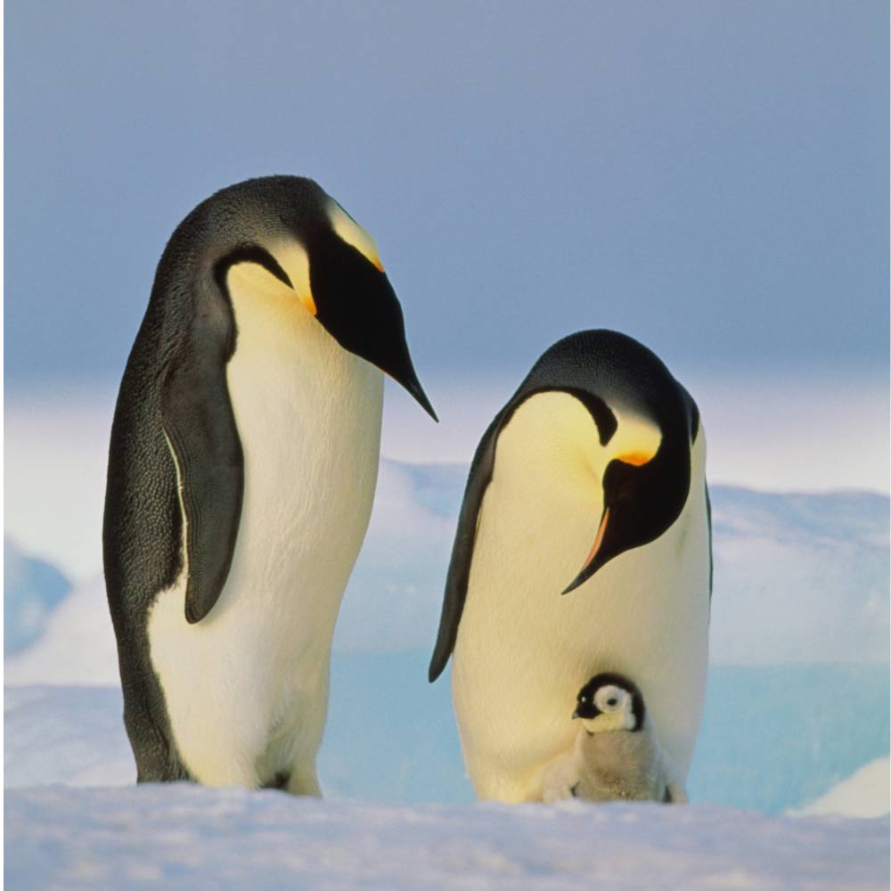 Two emperor penguins standing on ice with a fluffy chick between them.