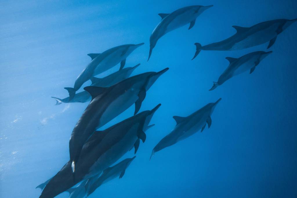 A group of dolphins swimming gracefully underwater against a blue background.
